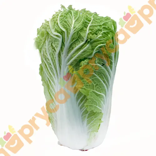 ACELGA JAPONESA X KG